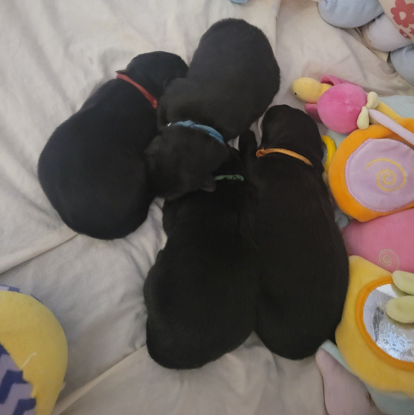 Naissance à l'élevage