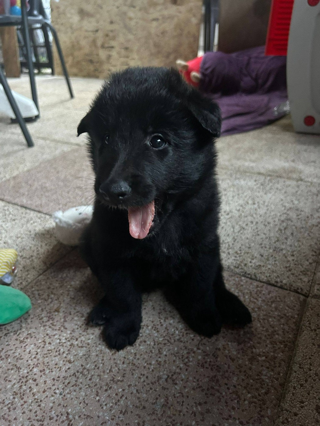 Photos de la portée de Phiona et Taigo 1 mois