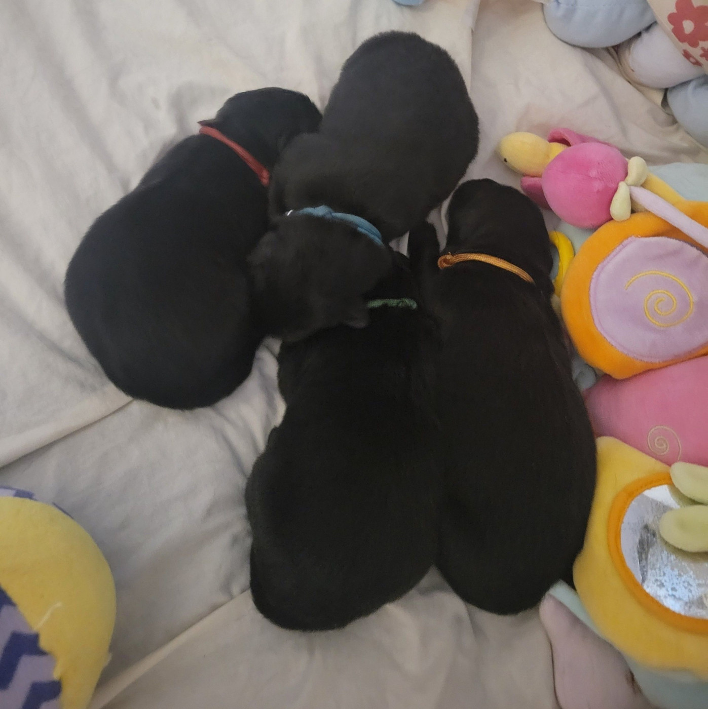 Chiot Berger Belge Du Crépuscule De Guy
