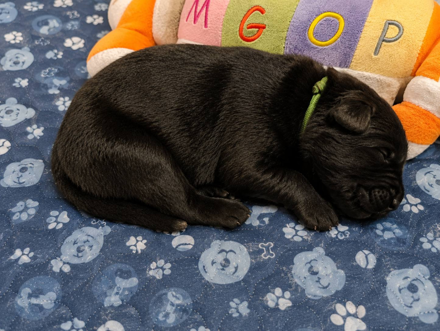 Du Crépuscule De Guy - Chiots disponibles - Berger Belge